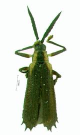   Oxyroplata  habitus. 